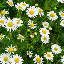 Chamomile Flower